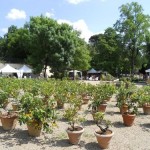 Limoni Boboli Parcheggio a Firenze